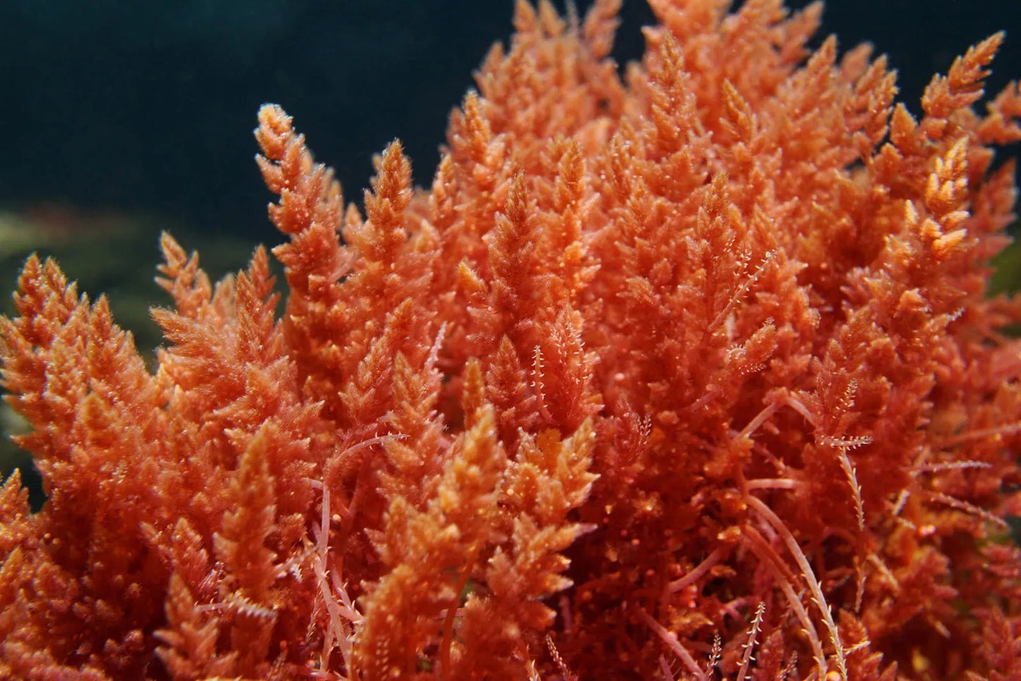 Red Algae Sensitive Skin Moisturiser - Celestial Skincare