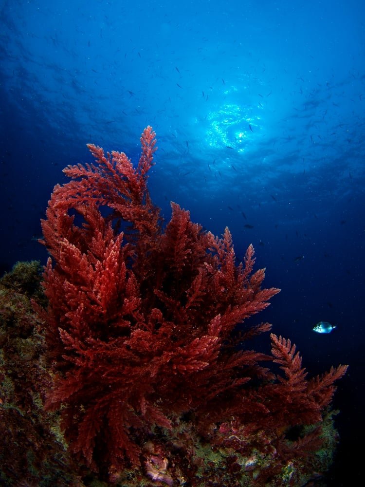 Red Algae Sensitive Skin Moisturiser - Celestial Skincare